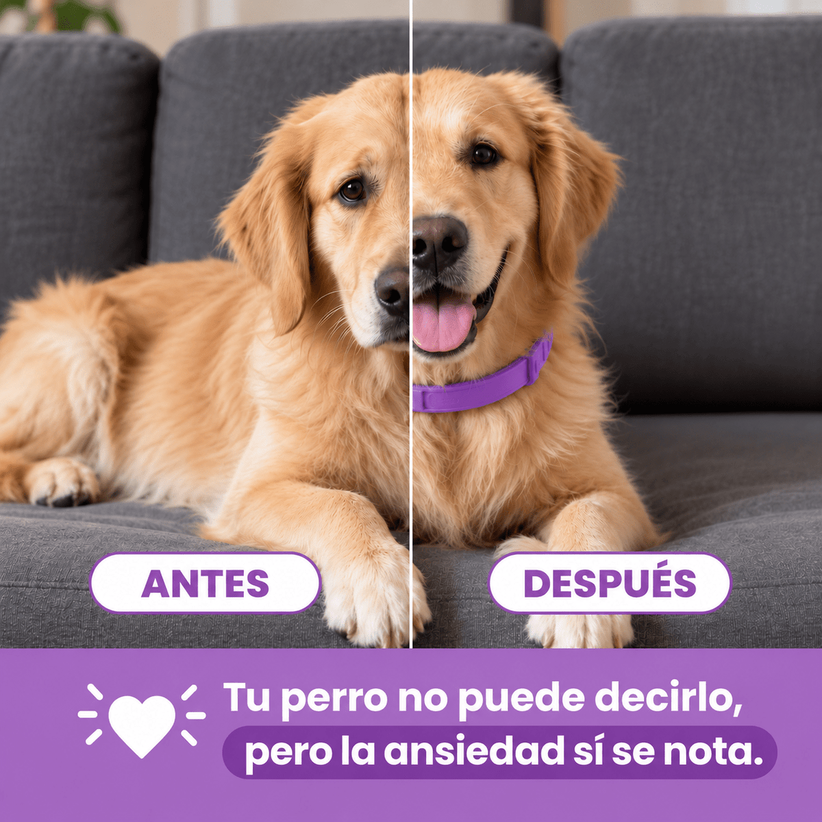 SerenePaws™ Collar Calmante Natural con Feromonas